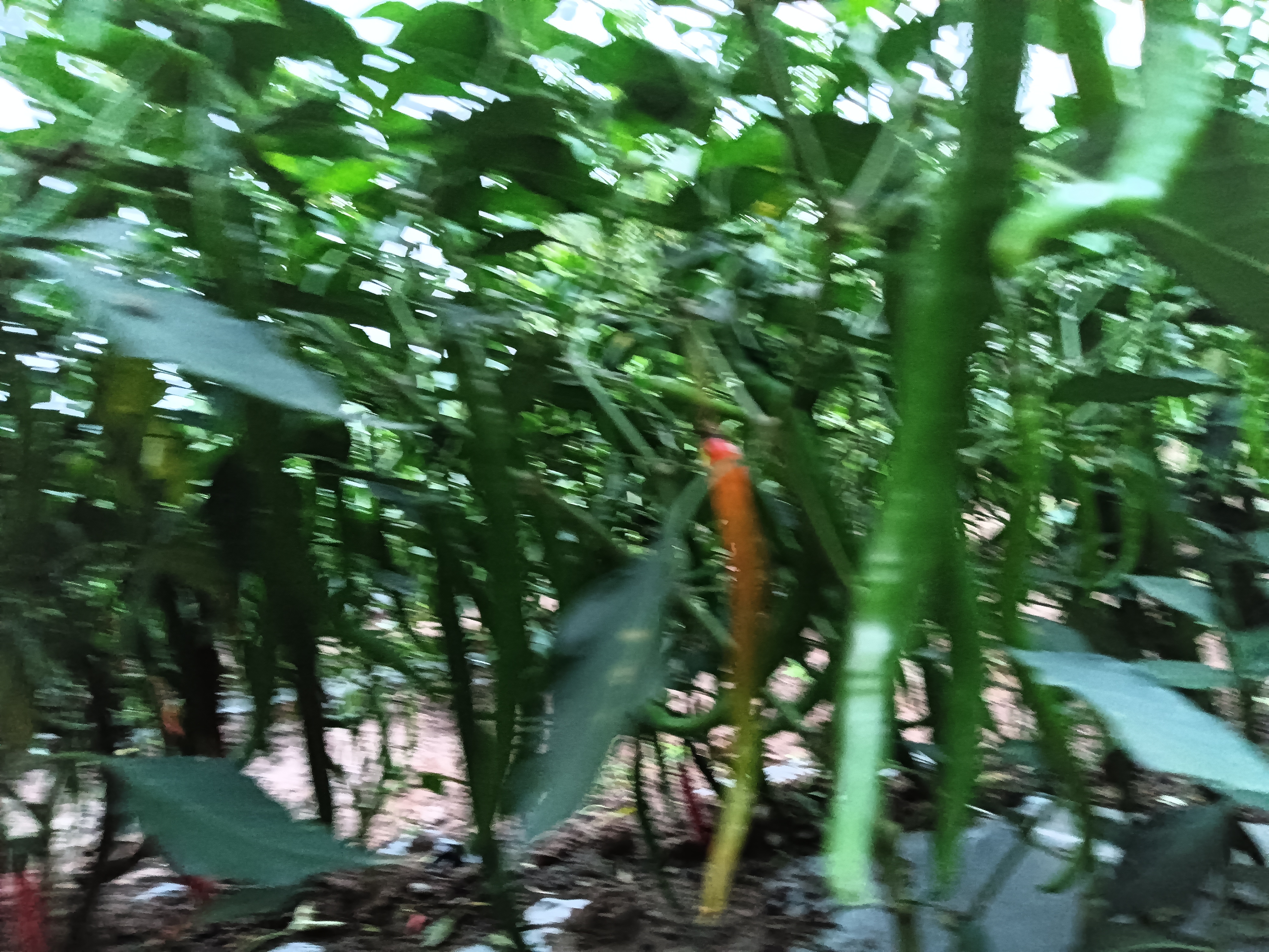 红椒种植基地全景图