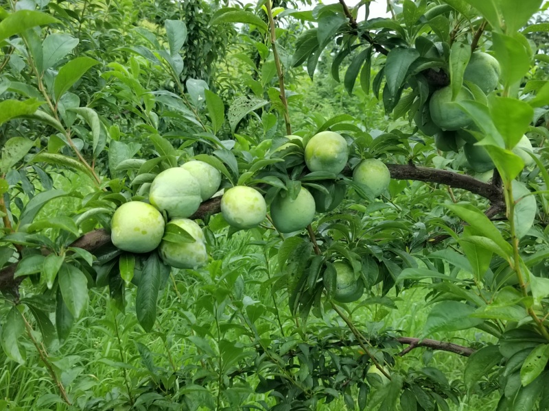 瓮安水果，草塘哪乡黄金奈李一片