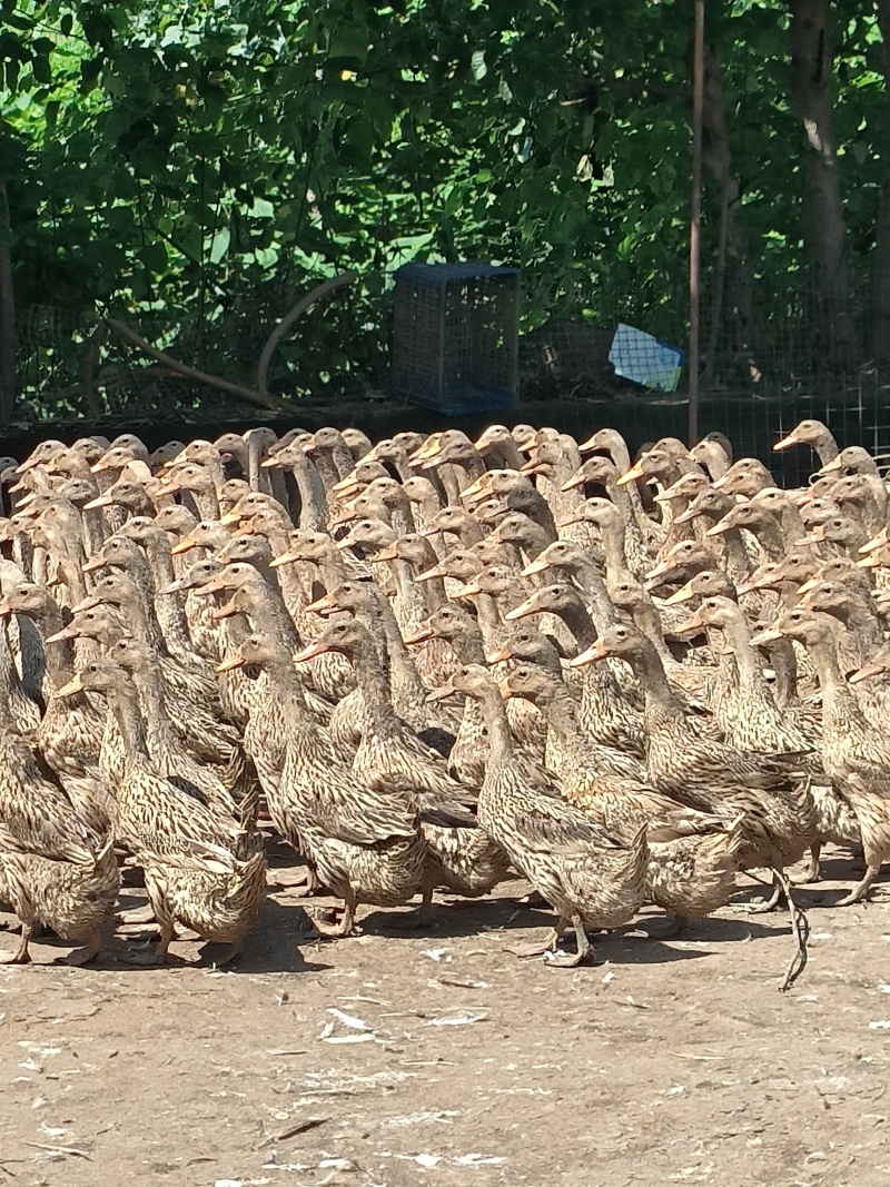 金锭老鸭