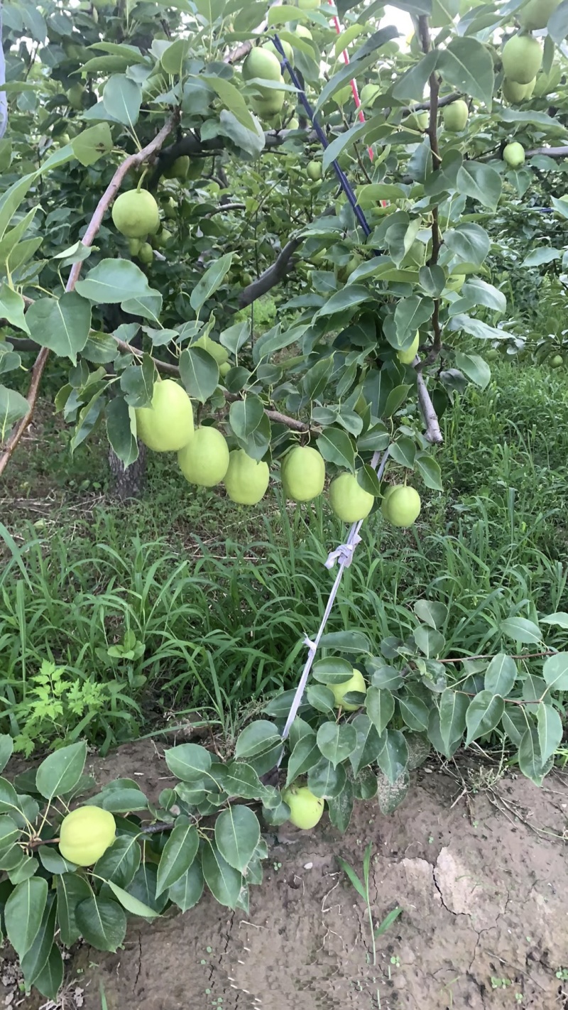 阳信早酥梨