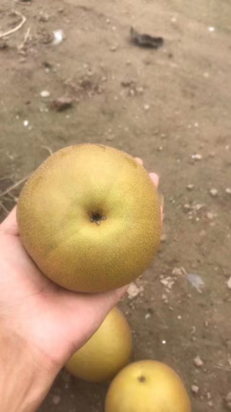 产地直发货面漂亮糖分高水分足入口即化