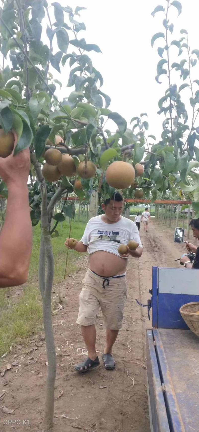 产地直发货面漂亮糖分高水分足入口即化