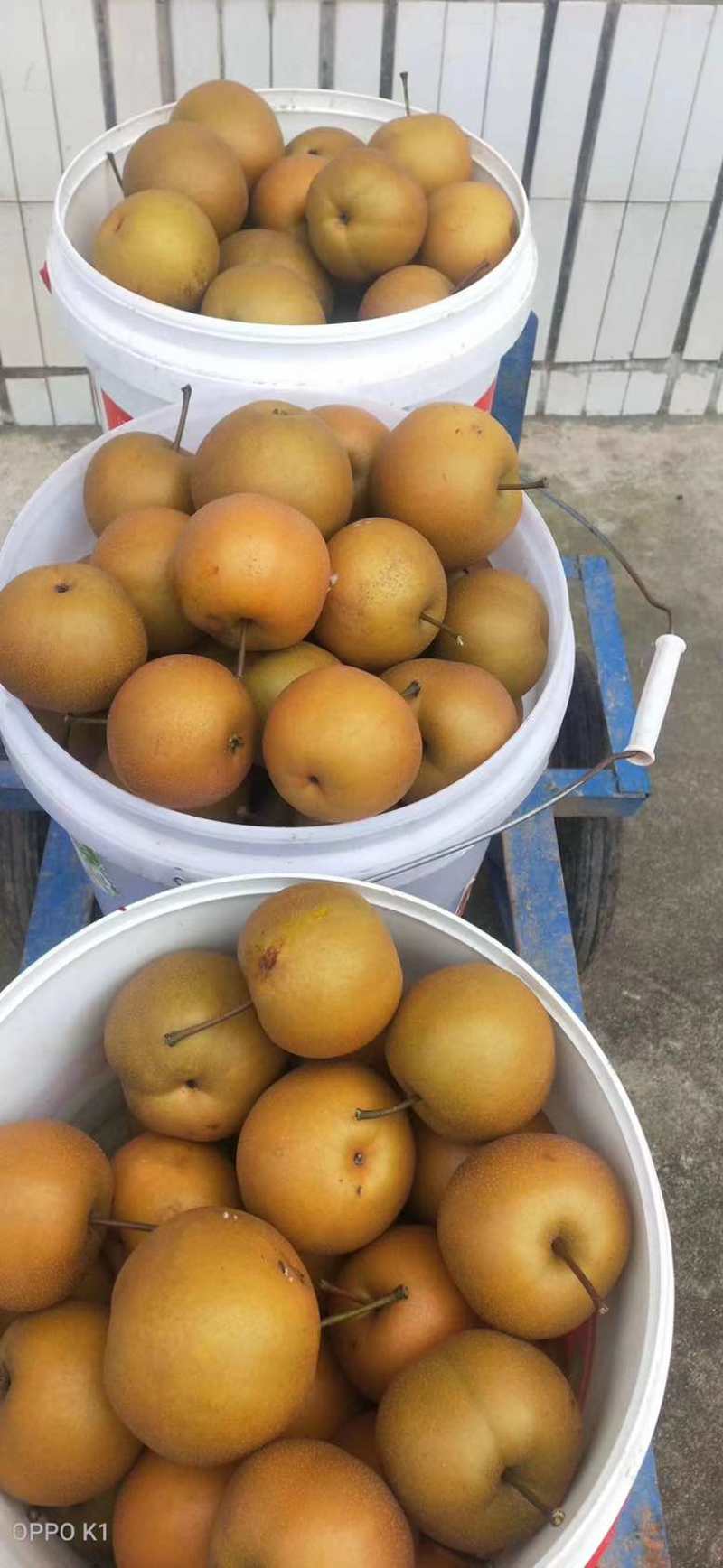 产地直发货面漂亮糖分高水分足入口即化