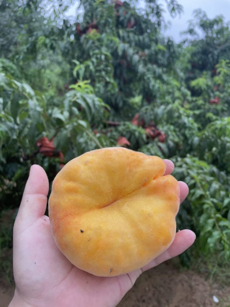自家种的黄蟠桃