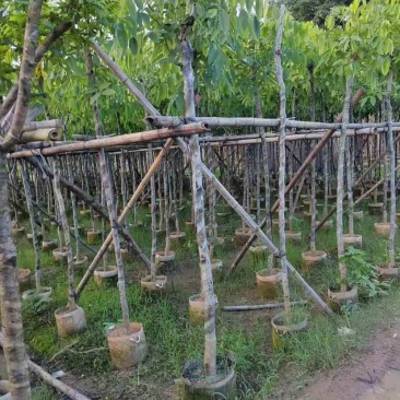 黄花腊肠树基地直发大小规格齐全品质优质欢迎老板来电洽谈