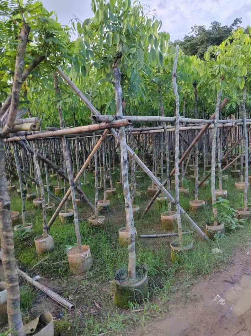 黄花腊肠树基地直发大小规格齐全品质优质欢迎老板来电洽谈