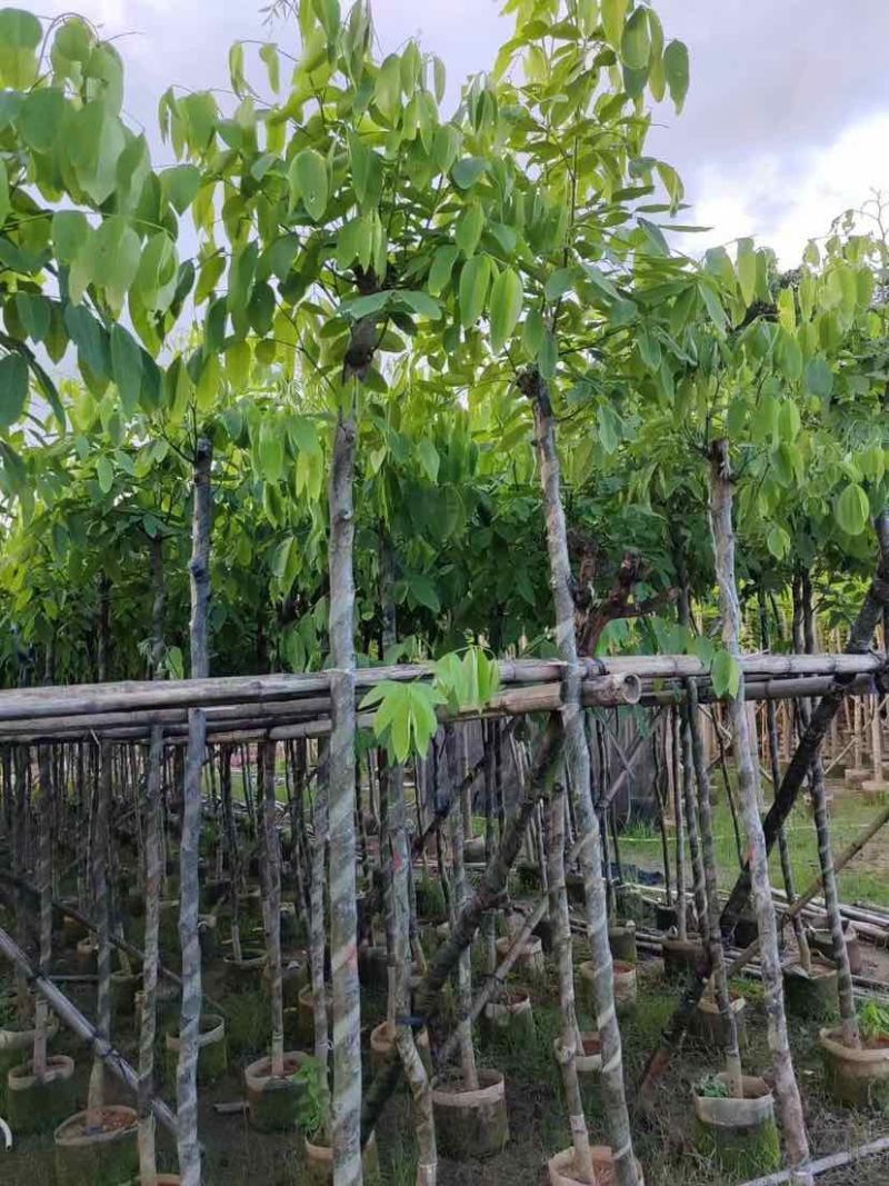 黄花腊肠树基地直发大小规格齐全品质优质欢迎老板来电洽谈