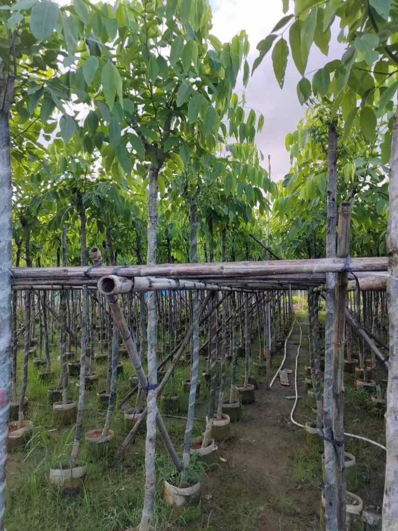 黄花腊肠树基地直发大小规格齐全品质优质欢迎老板来电洽谈