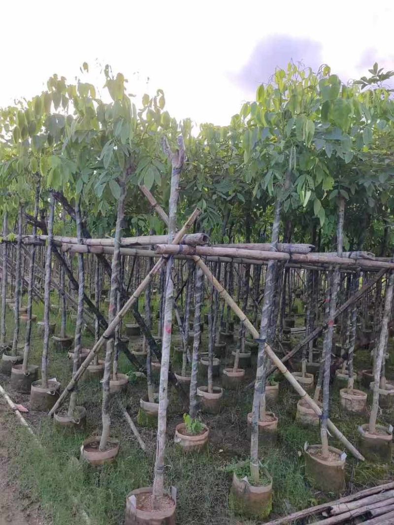 黄花腊肠树基地直发大小规格齐全品质优质欢迎老板来电洽谈