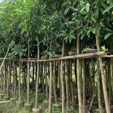 芒果绿化树基地直发大小规格齐全品质优质欢迎老板来电洽谈