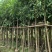 芒果绿化树基地直发大小规格齐全品质优质欢迎老板来电洽谈