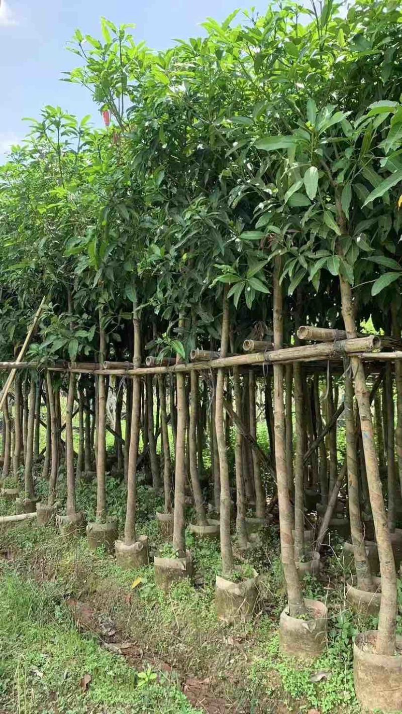 芒果绿化树基地直发大小规格齐全品质优质欢迎老板来电洽谈