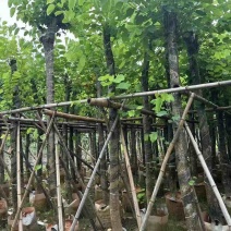 红花紫荆8～12公分基地直发大小规格齐全品质优质