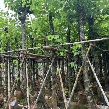 红花紫荆8～12公分基地直发大小规格齐全品质优质