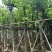 红花紫荆8～12公分基地直发大小规格齐全品质优质