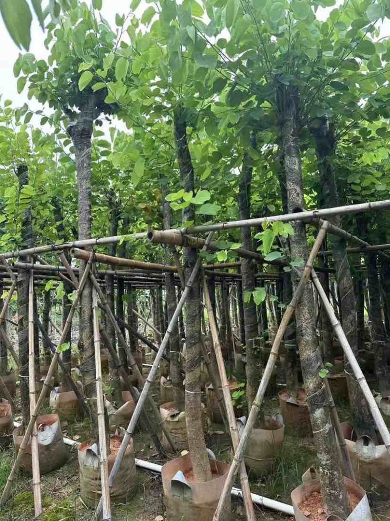 红花紫荆8～12公分基地直发大小规格齐全品质优质