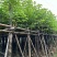 红花紫荆8～12公分基地直发大小规格齐全品质优质