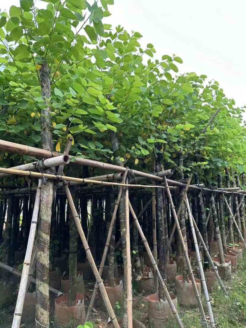 红花紫荆8～12公分基地直发大小规格齐全品质优质