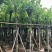 红花紫荆8～12公分基地直发大小规格齐全品质优质
