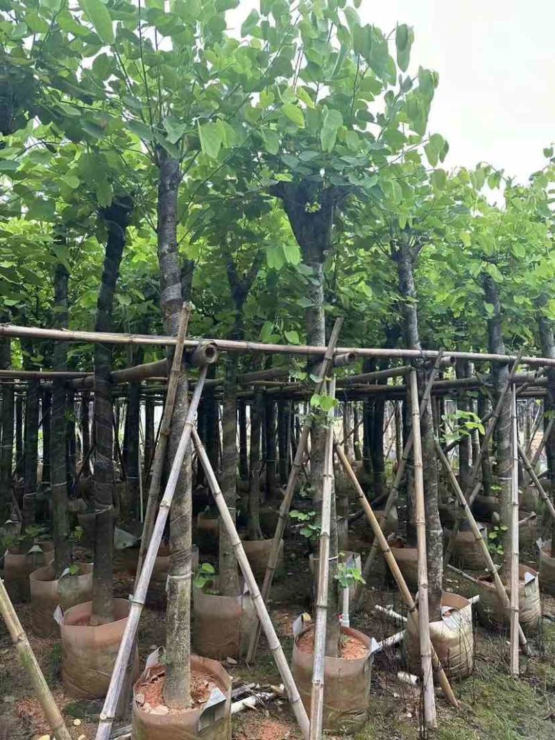 红花紫荆8～12公分基地直发大小规格齐全品质优质
