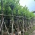 红花紫荆8～12公分基地直发大小规格齐全品质优质