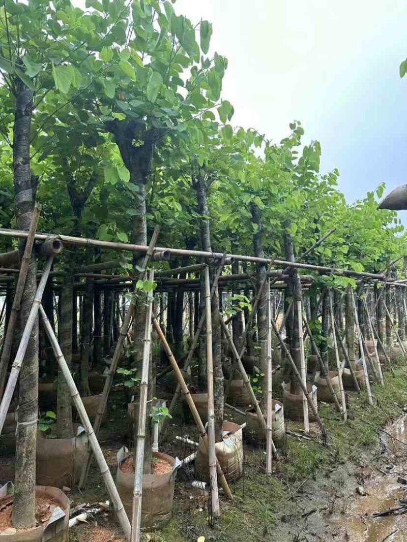 红花紫荆8～12公分基地直发大小规格齐全品质优质