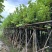 红花紫荆8～12公分基地直发大小规格齐全品质优质
