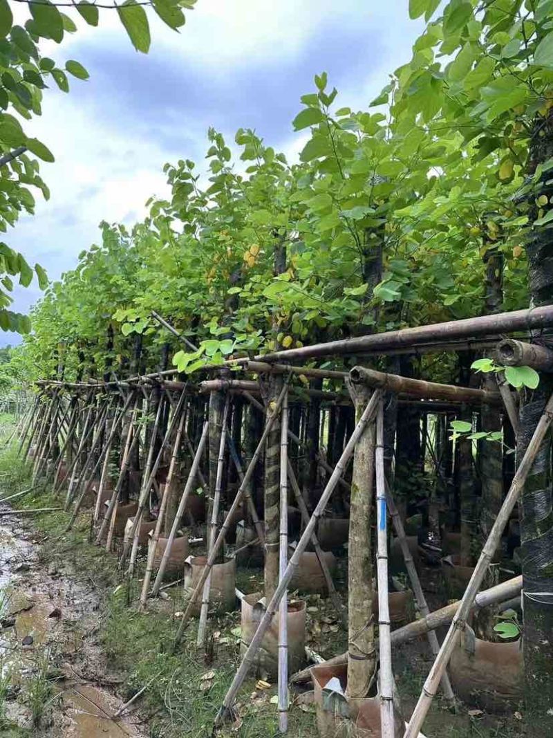 红花紫荆8～12公分基地直发大小规格齐全品质优质