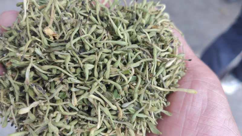 白芷用于缓解鼻炎症状