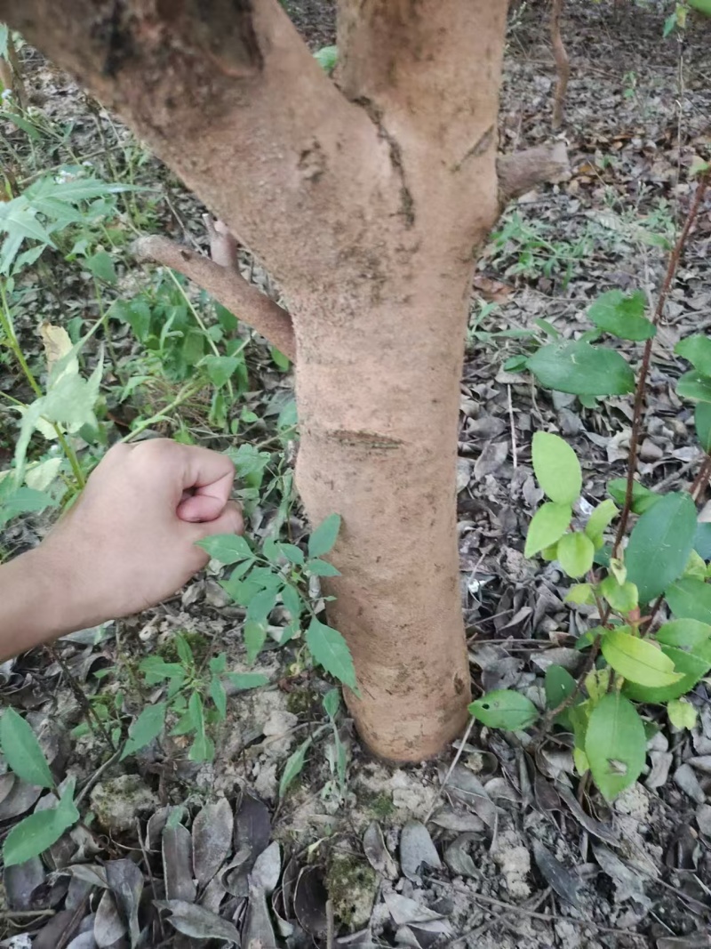 老油茶树