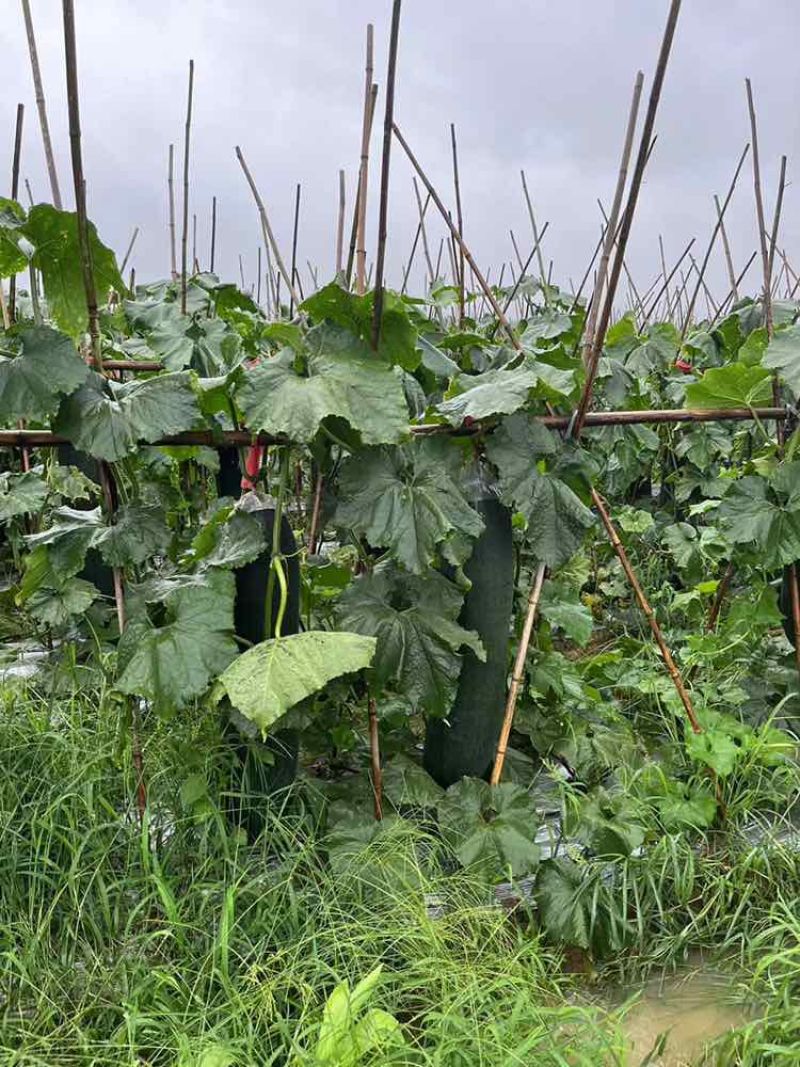 广东吊冬瓜黑皮冬瓜对接批发市场电商平台，产地供应，质量稳定。