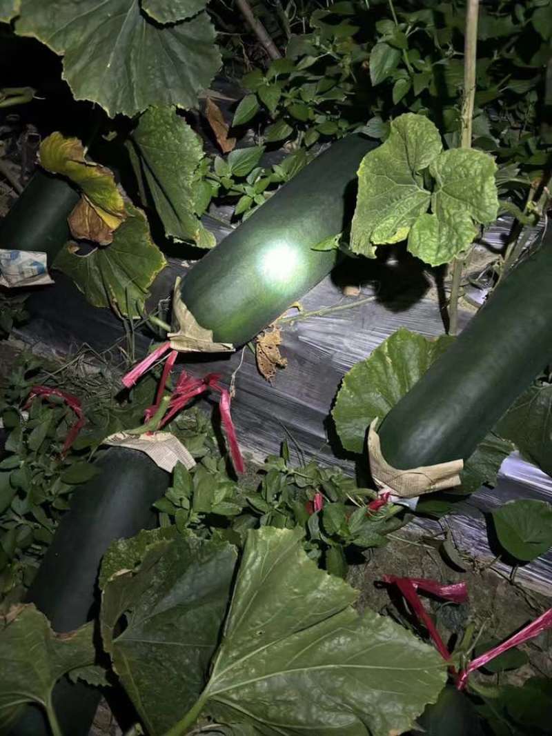 广东吊冬瓜黑皮冬瓜对接批发市场电商平台，产地供应，质量稳定。