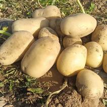 陕北沙漠黄心土豆，产地直发，货量充足