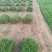 大叶油草卷。。。。。。。。。。。。。。。。。