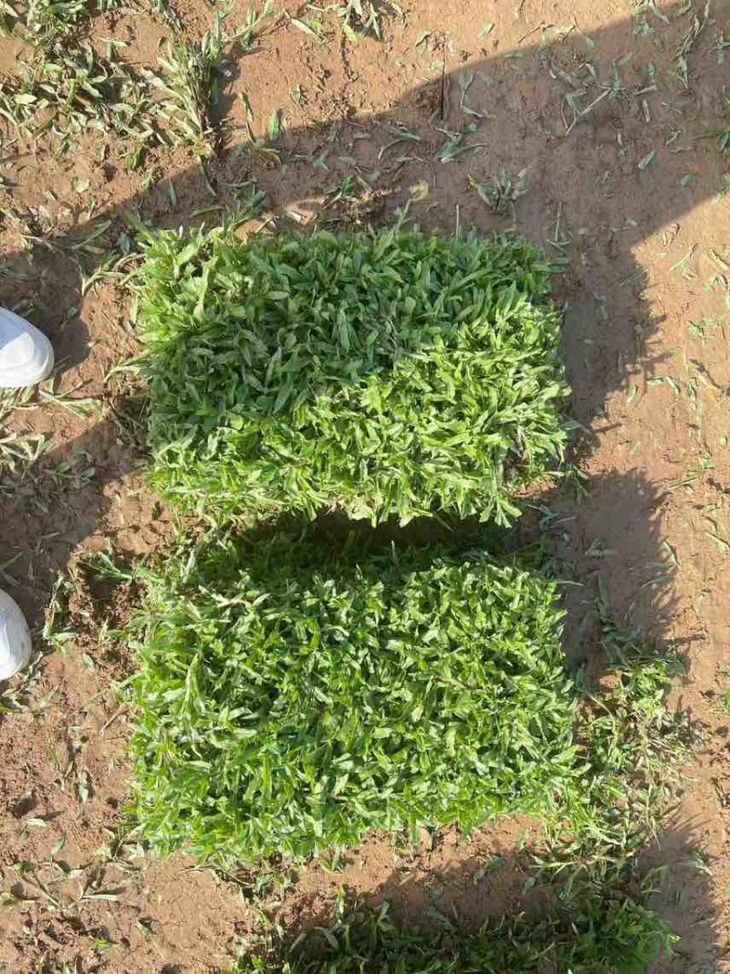 大叶油草卷。。。。。。。。。。。。。。。。。