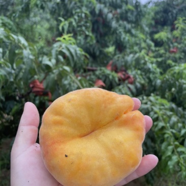 自家种的黄毛蟠桃成熟了，有需要的可以联系我了