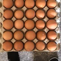新鲜鸡蛋