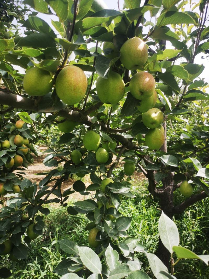 新疆库尔勒早熟梨，电商，商超，一件代发