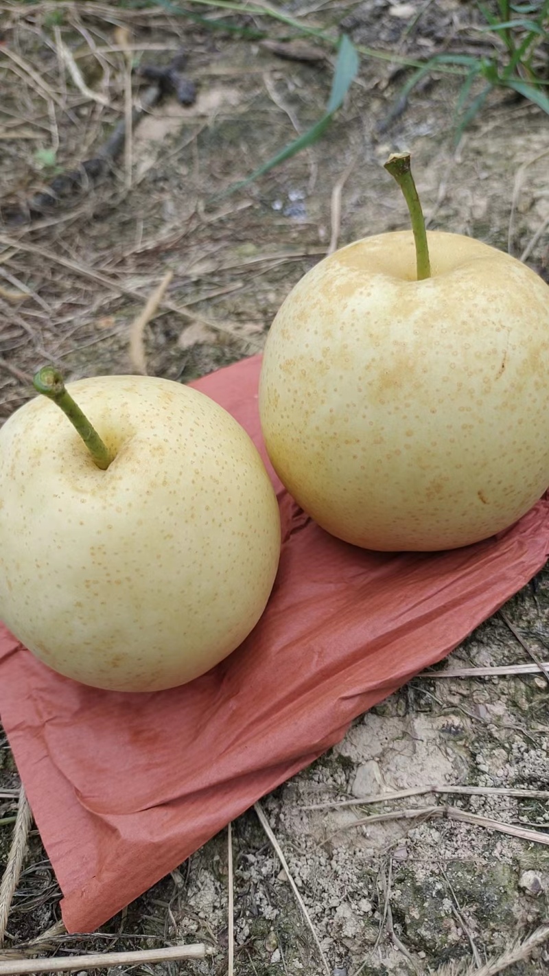 高山套袋黄金梨