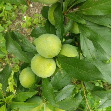 汶川茂县青翠李红崔李