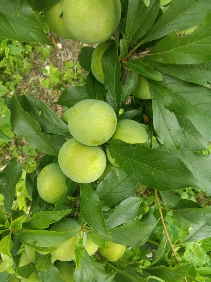 汶川茂县青翠李红崔李