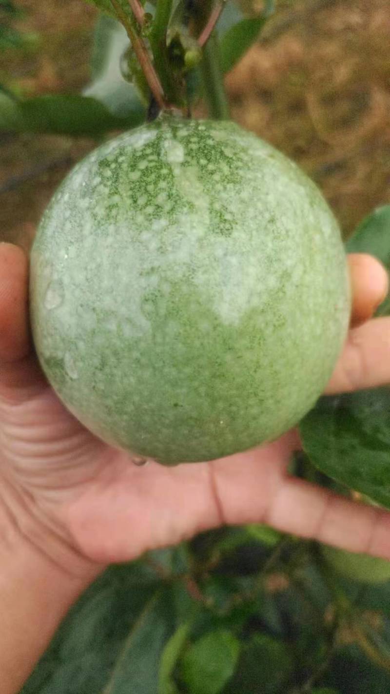 纯甜钦蜜九号黄金百香果