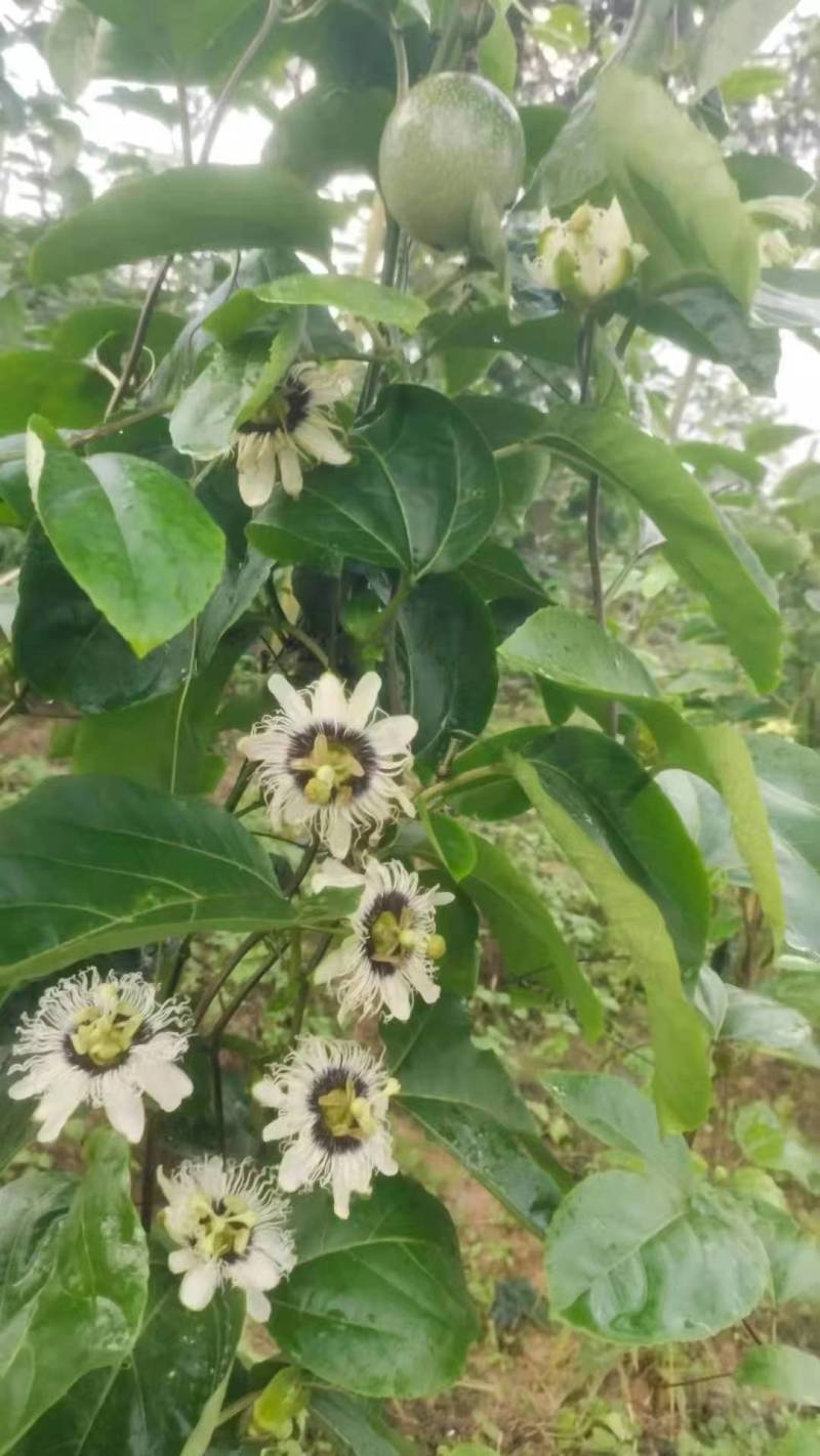 纯甜钦蜜九号黄金百香果