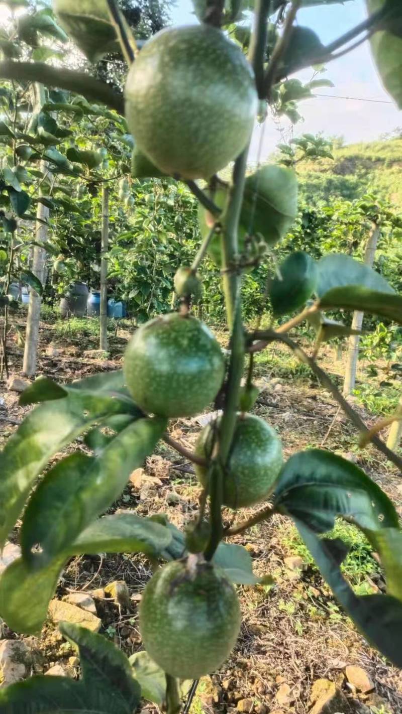 纯甜钦蜜九号黄金百香果