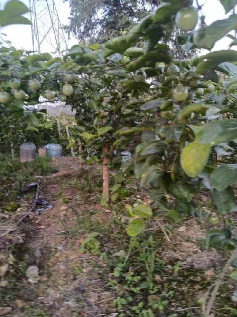 纯甜钦蜜九号黄金百香果