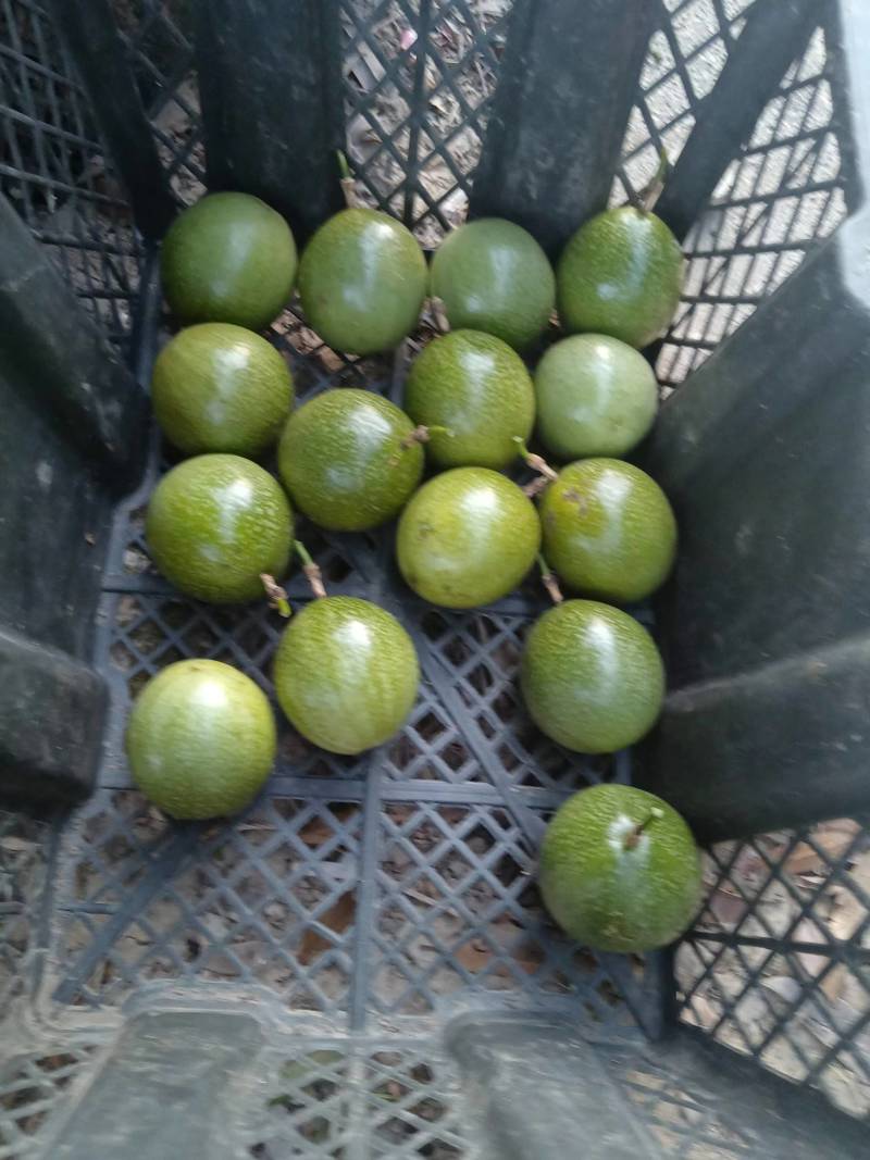 纯甜钦蜜九号黄金百香果