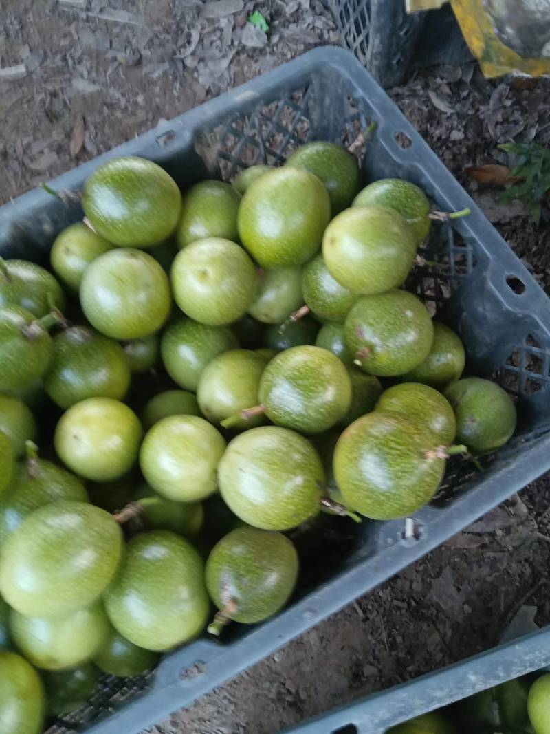纯甜钦蜜九号黄金百香果