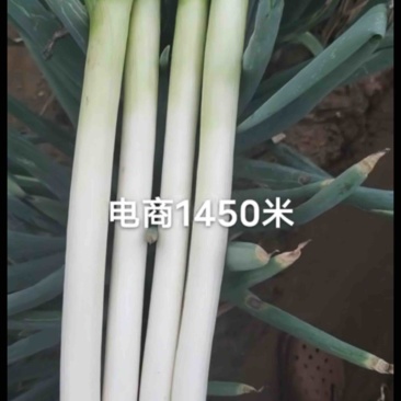 毛葱电商货