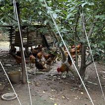 云南果园放养土鸡，