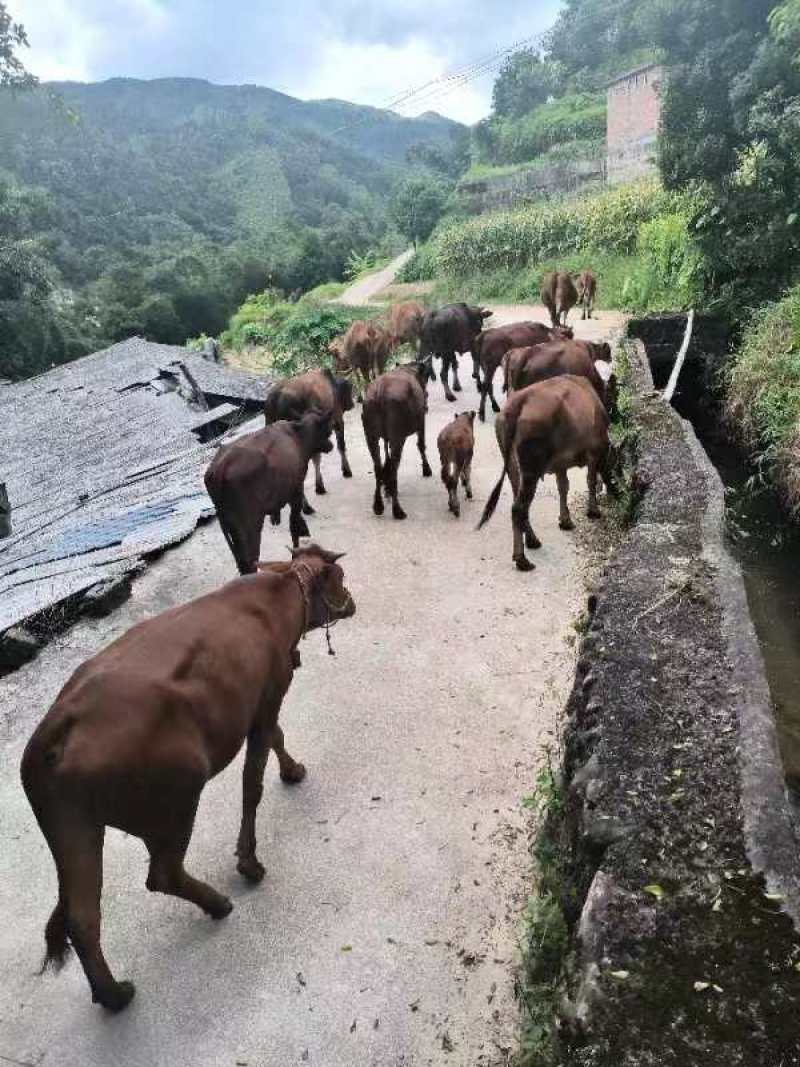 北流本地散养黄牛